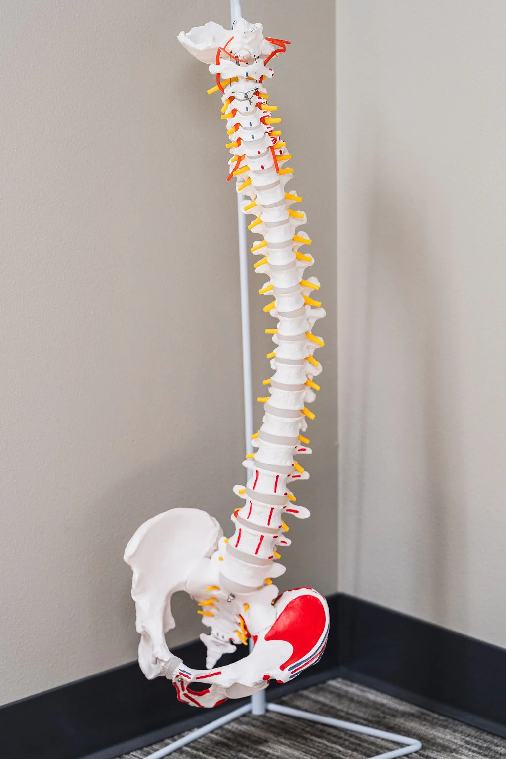 Spine used for visual display at Wayson Family Chiropractic